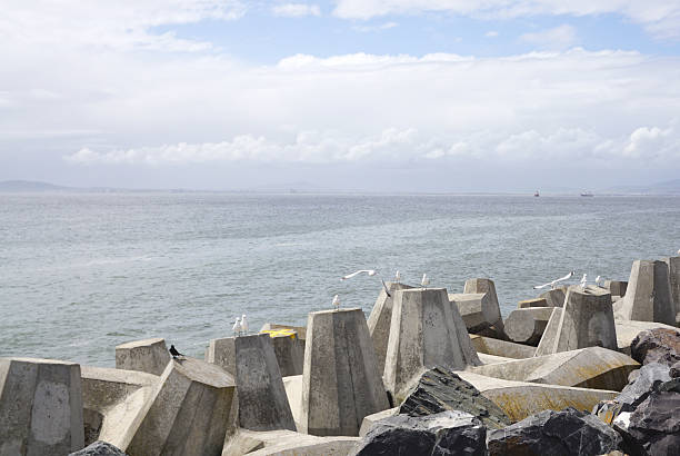 istock seagull on Dolos -Defense concrete blocks at a pier 637759632