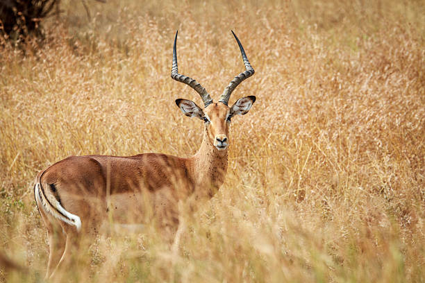 istock Male Impala starring at the camera. 637759678
