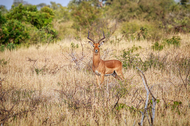istock Male Impala starring at the camera. 637759938
