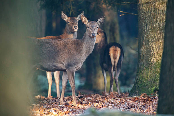 istock Two alert red deer in forest looking towards camera. 637759966