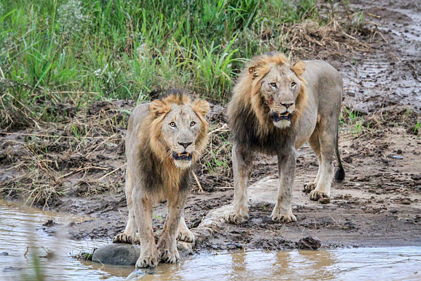 istock Two big male Lions at the water. 637761674