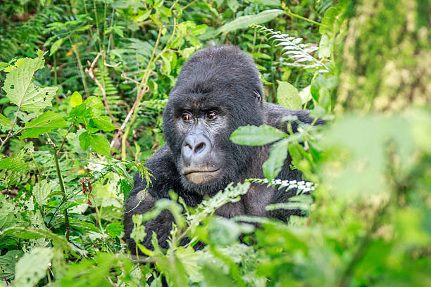 istock Silverback Mountain gorilla sitting in leaves. 637762110