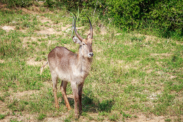 istock Male Waterbuck starring at the camera. 637762136