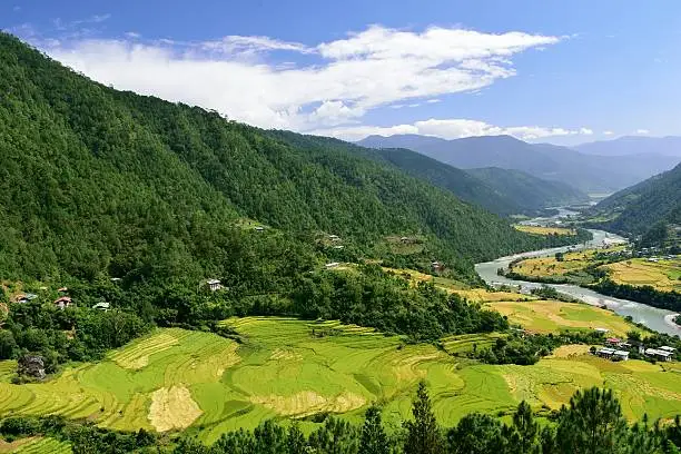 Terraced paddy fields in the Punakha valley with the Mo Chu river flowing alongside