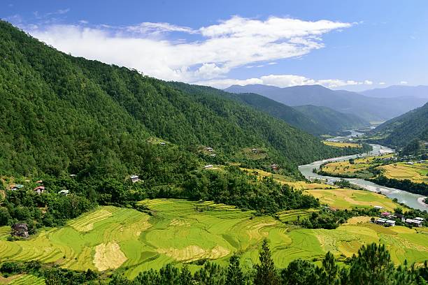 campos de pastagem no vale de punakha, butão - bhutan - fotografias e filmes do acervo