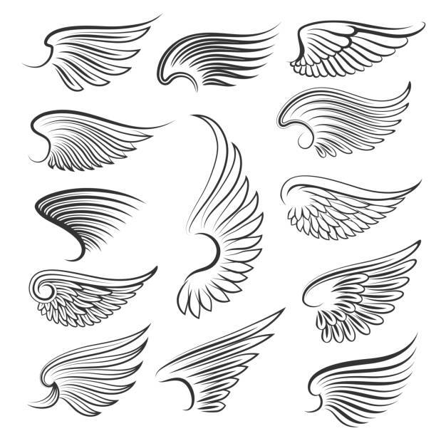 Vector wings isolated on white background Vector wings isolated on white background. Cartoon tattoo, tribal and vintage heraldic wing set. Collection of wings birds illustration angel wings drawing stock illustrations