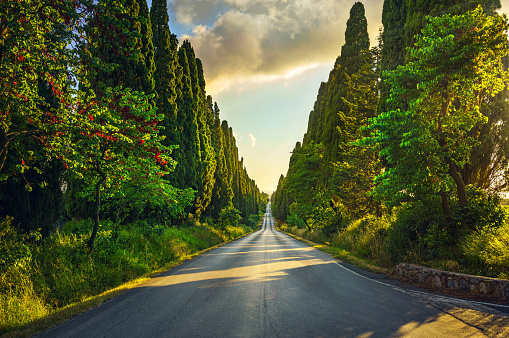 Bolgheri famous cypresses trees straight boulevard landscape. Maremma landmark, Tuscany, Italy, Europe.