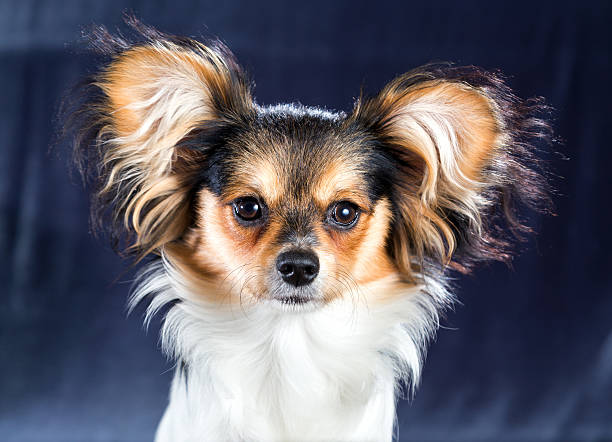 istock Portrait of a dog breed Papillon 637763568