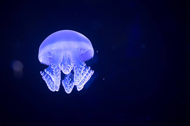 istock Jellyfish floating in water tank at aquarium 637764628