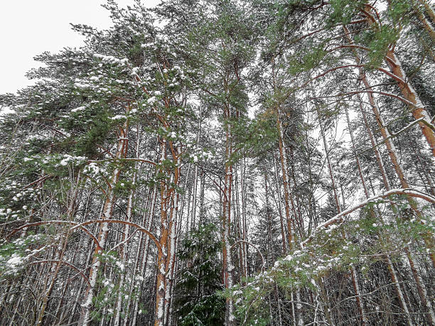 istock Winter landscape. Eastern Europe woods - forest under the snow 637765686