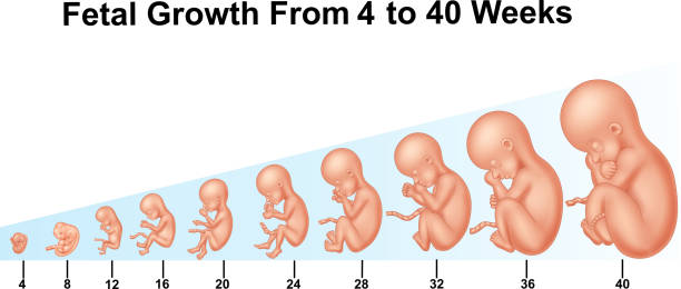 Fetal growth from 4 to 40 weeks Illustration of Fetal growth from 4 to 40 weeks  fetus stock illustrations