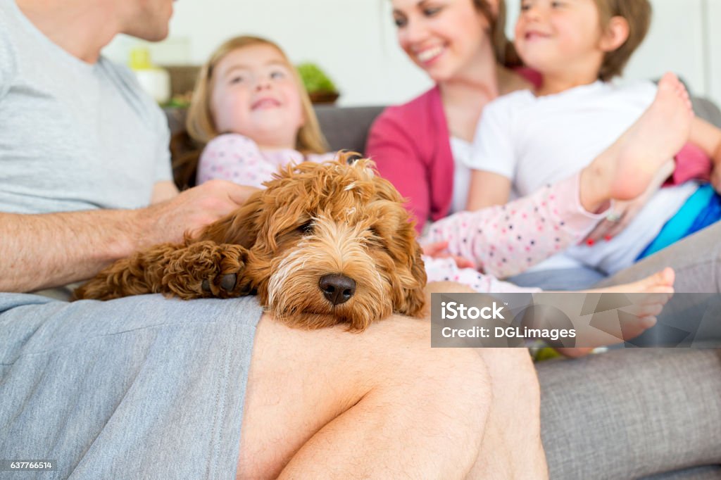 Sleepy Lap Dog Cockerpoo Dog is sleeping on it's owners lap. The owner is sitting on a sofa in his home with the rest of his family. Family Stock Photo