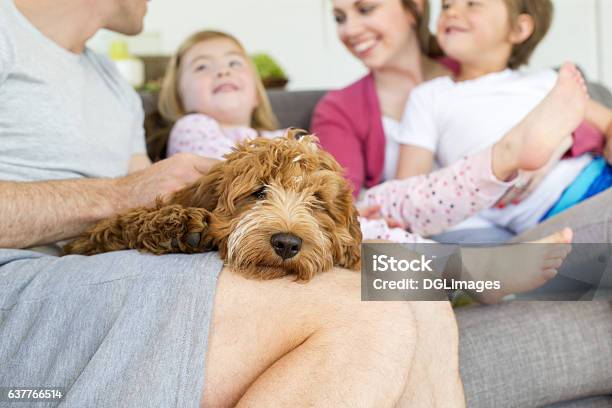 Sleepy Lap Dog Stock Photo - Download Image Now - Family, Pets, Petting