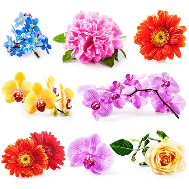 collezione di fiori  - flower head close up cut flowers cut out foto e immagini stock