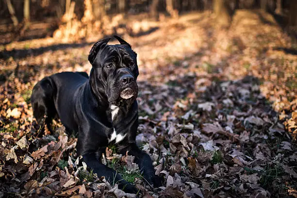 Portrait of black Cane Corso dog in the park.