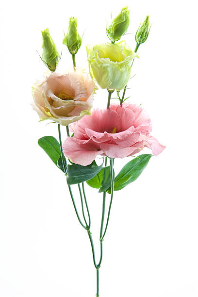 istock Small color flowers #flower 637769208