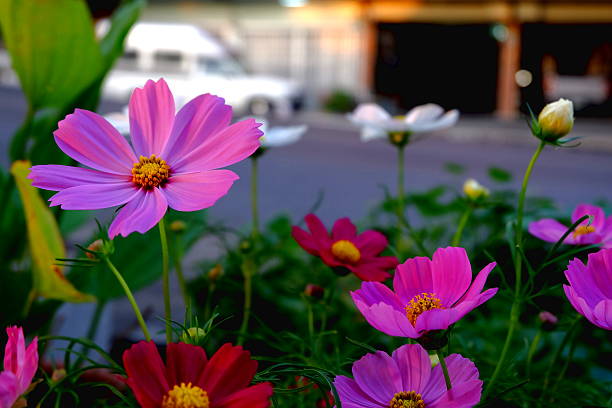 istock cosmos flower face  beside on road. 637769632