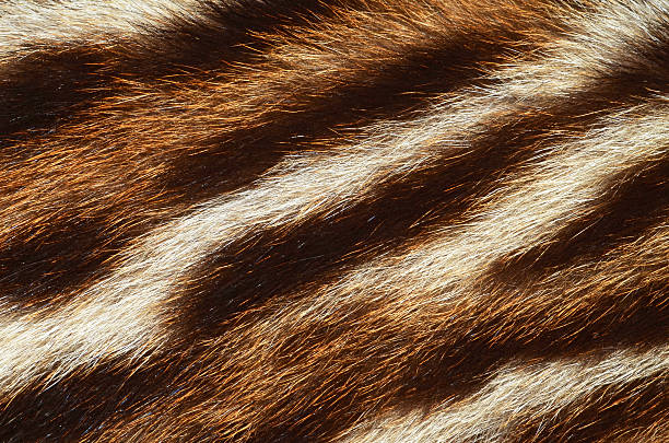 istock siberian tiger fur 637770288