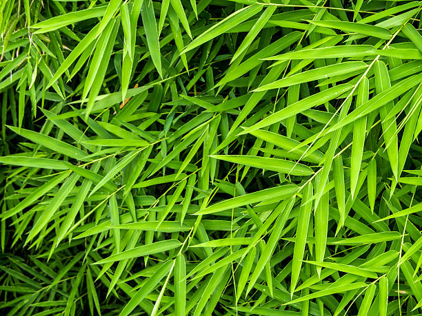 istock Vivid green color of bamboo leaf 637770450