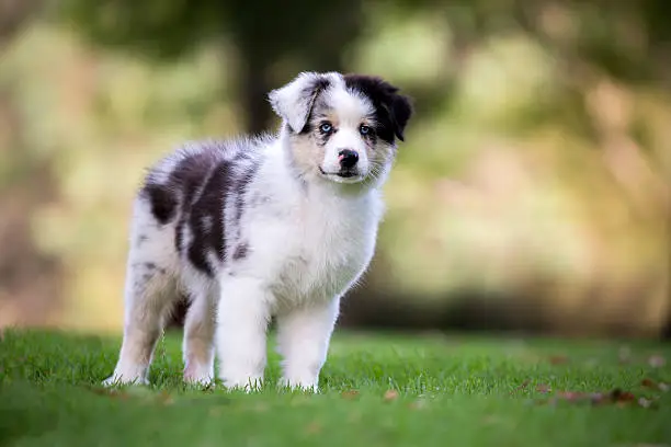 A blue merle Australian Shepherd puppy with blue eyes standing on green grass with a soft focus gold coloured natural background looking at the camera.