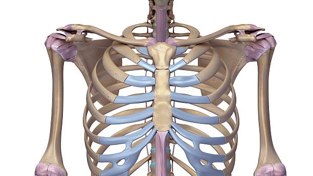 인대가 있는 흉곽 - sternum stock illustrations