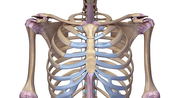 Ribcage with ligaments In humans, the rib cage, also known as the thoracic cage, is a bony and cartilaginous structure which surrounds the thoracic cavity and supports the pectoral girdle (shoulder girdle), forming a core portion of the human skeleton. sternum stock illustrations