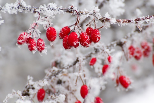 bayas rojas en el invierno photo