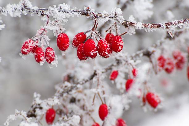 bayas rojas en el invierno - february fotografías e imágenes de stock