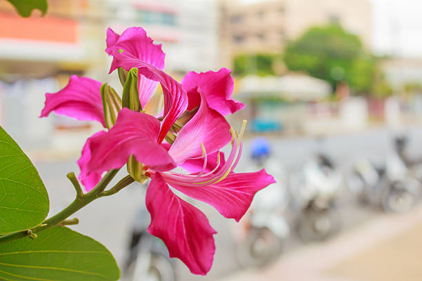 Pink flower ,Chongkho with green leaf background.