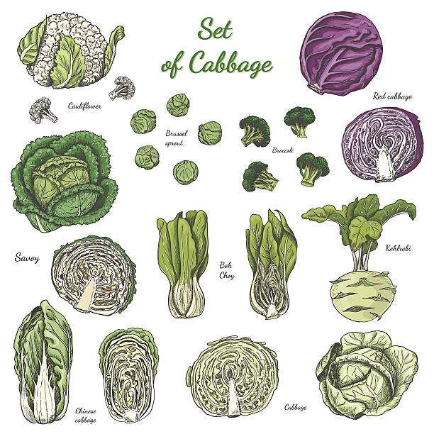 zestaw izolowanej kolorowej kapusty na białym tle - kohlrabi purple cabbage organic stock illustrations