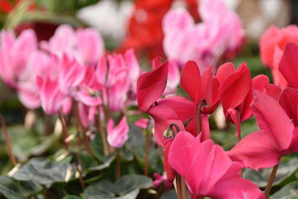 istock Cyclamen flower IN A nursery 637775214