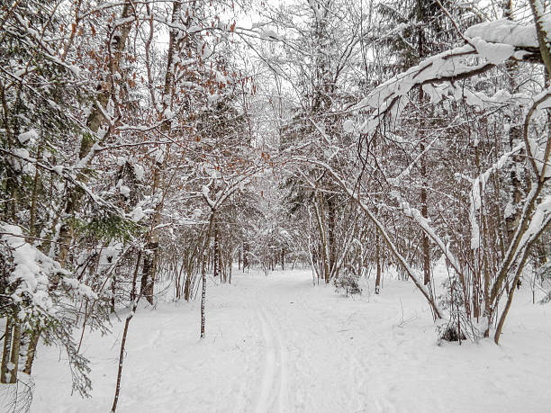 istock Winter landscape. Eastern Europe woods - forest under the snow 637775286