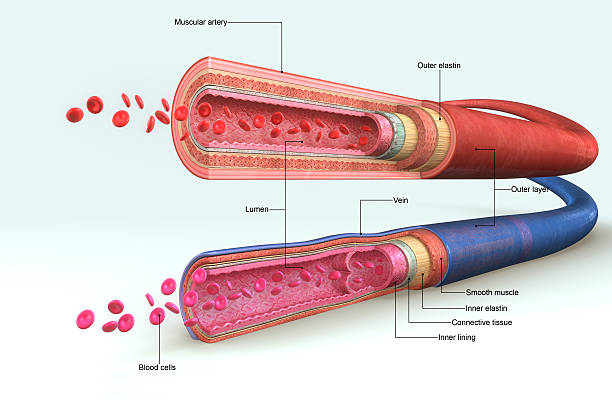 ilustraciones, imágenes clip art, dibujos animados e iconos de stock de vasos sanguíneos - human vein illustrations