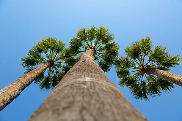 istock Green palm trees with blue sky background 637776290