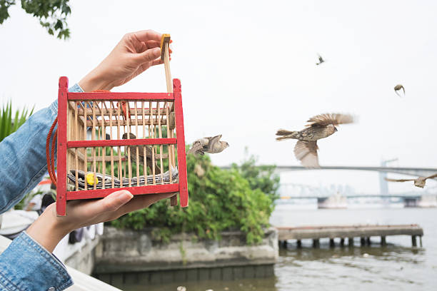 main tenant une cage à oiseaux pour la libération. - animaux en captivité photos et images de collection