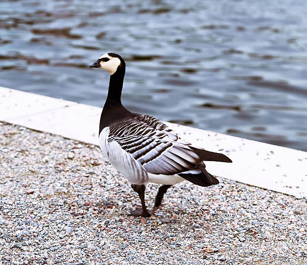 istock Canadian Goose 637779590