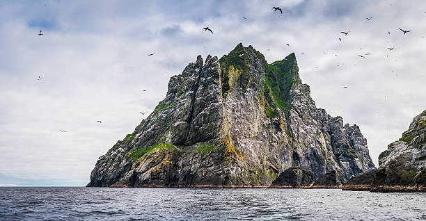 Seabirds flying over dramatic ocean island cliffs St Kilda Scotland Clouds of seabirds, gannets, fulmars and skuas flying around the dramatic cliffs of Boreray, the precipitous island in the North Altantic archipelago of St. Kilda, the remote islands far west of the Outer Hebrides, Scotland. fulmar stock pictures, royalty-free photos & images