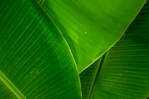 Banana leafs represented in close looking for natural background useful.