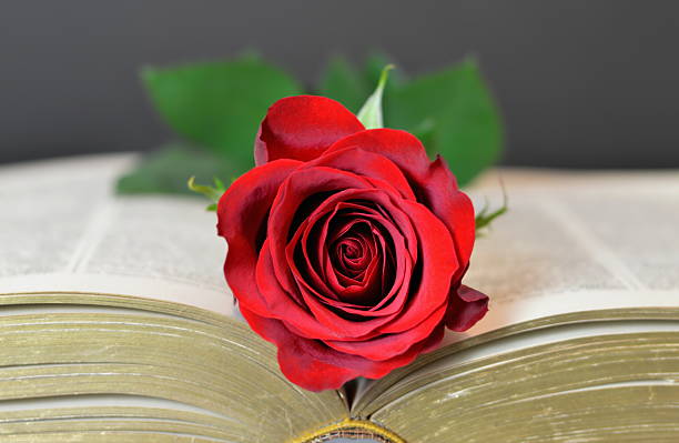 istock Valentines Day rose on the opened book 637780560