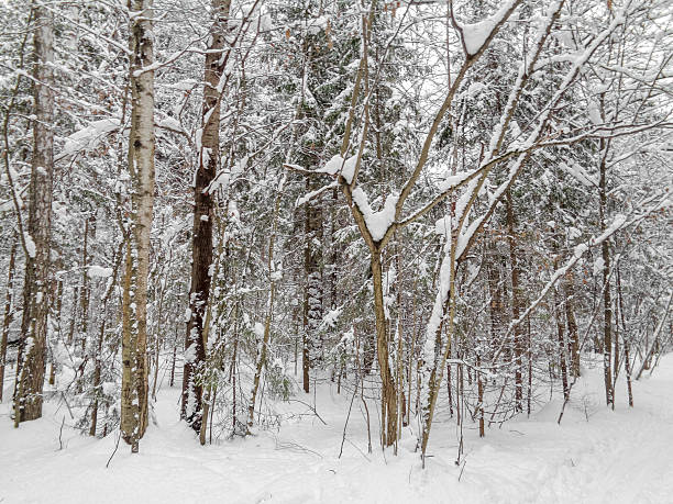 istock Winter landscape. Eastern Europe woods - forest under the snow 637780912