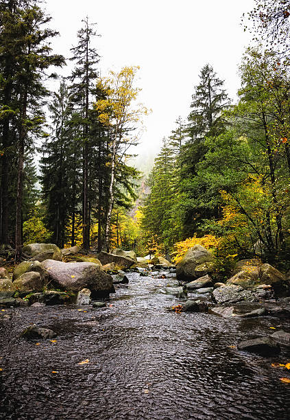 istock Engagement Island in the River Oker 637781006