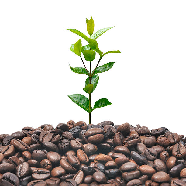 istock Green plant growth on coffee seed, business concept 637783248