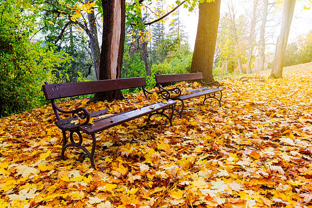 istock Empty bench in the autumnal park 637784280