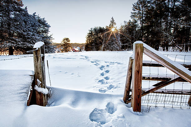 Fresh footprints and overnight snow greet early morning sun on a farm field.