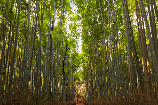 istock Bamboo forest in Kyoto Japan 637784390