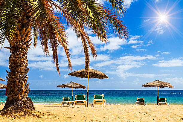 istock Deck chairs under umbrellas and palm trees on beach 637785754