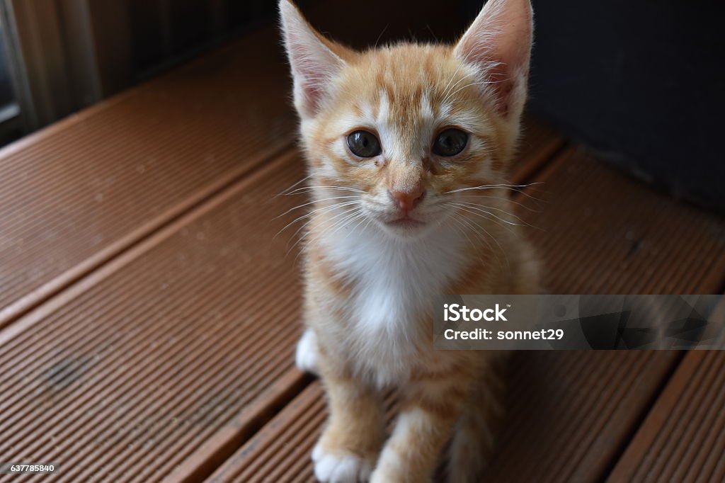 Baby cat Animal Stock Photo