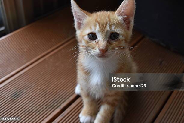 Baby Cat Stock Photo - Download Image Now - Animal, Cute, Domestic Cat