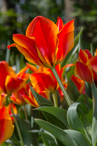 Dutch tulip flower, Holland, Netherlands