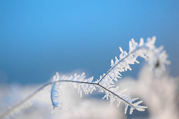istock Winter beauty. Ice covered plant stem in the light 637786554